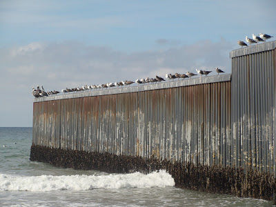 Birds on the border fence